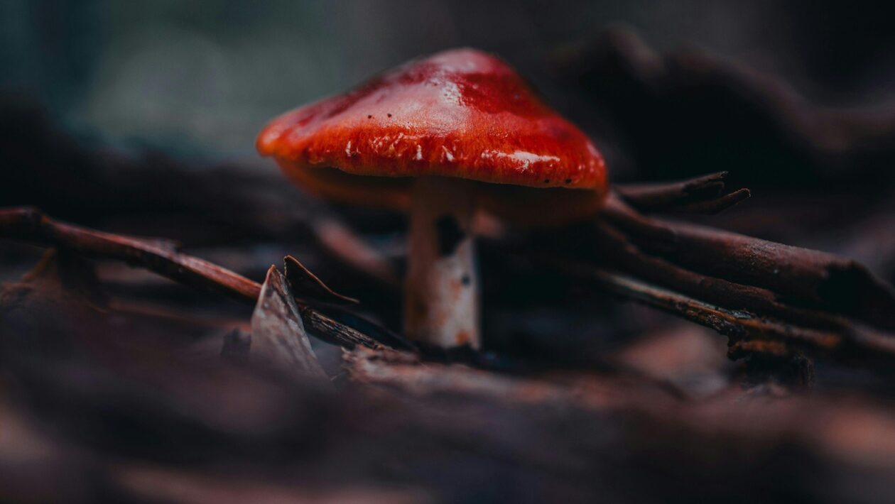 Simulácia transakcií pred podpisom: Esenciálna mitigačná stratégia finančných rizík