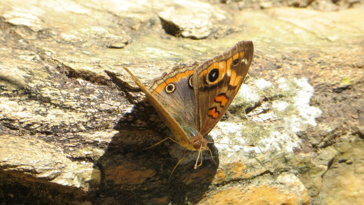 Staking 101: Mechanika validátorov, delegovanie, odmeny a operačné riziká