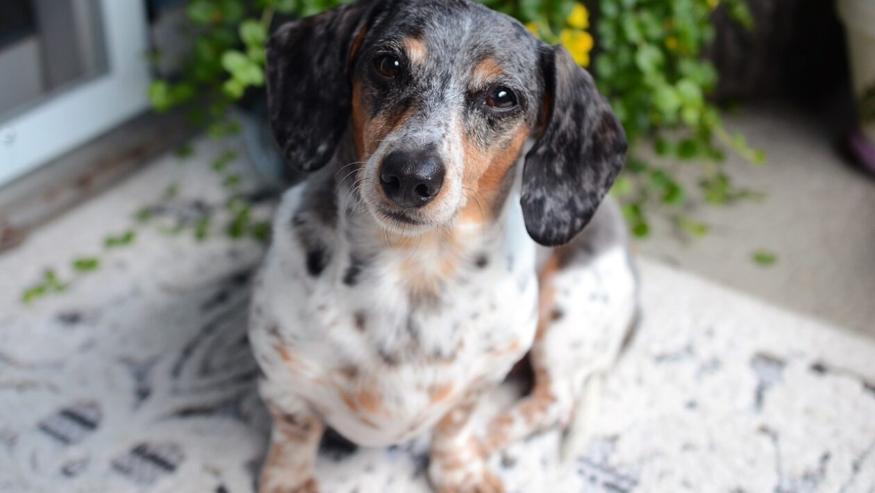 Mikro-niche biznisy: Stratégie identifikácie a exploatácie trhových medzier