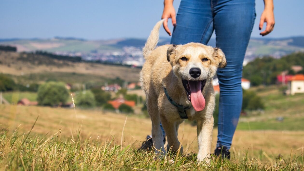 Pre-selling: Techniky predaja produktu/služby pred jeho reálnou existenciou