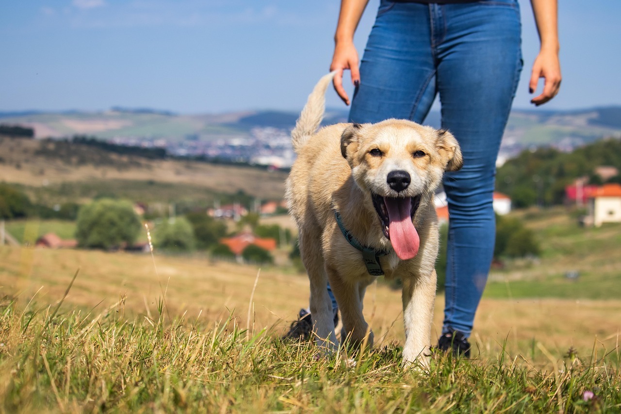 Pre-selling: Techniky predaja produktu/služby pred jeho reálnou existenciou