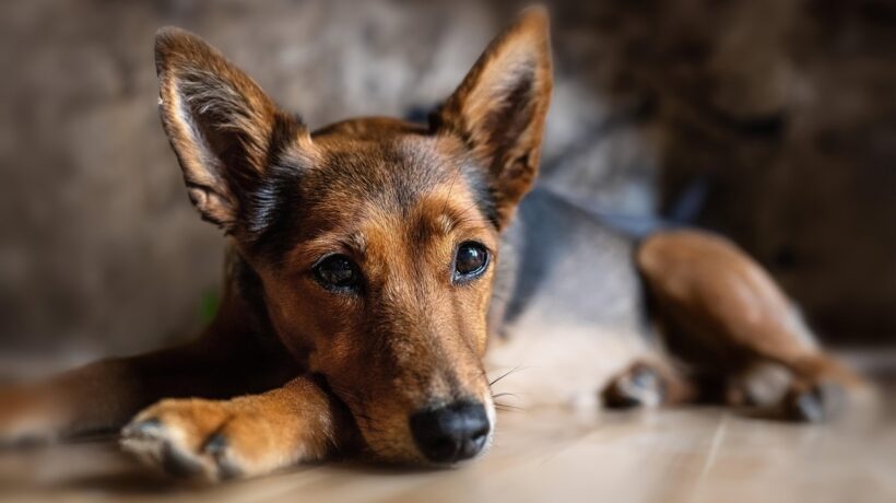 High-intent SEO: Stratégia lovu kľúčových slov s explicitným nákupným zámerom