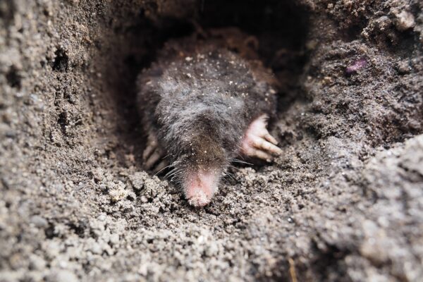 Open source ako PR motor: Využitie bezplatného kódu na generovanie publicity pre produkt