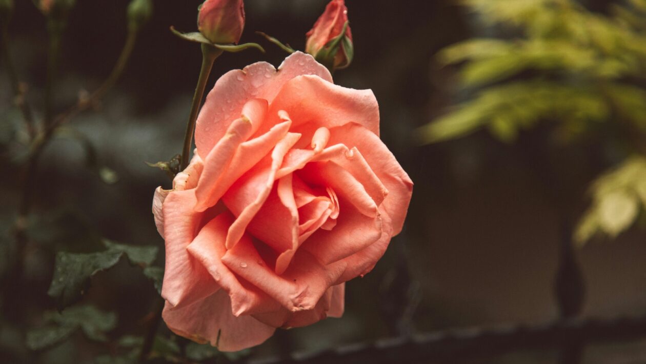 Poplatky a výnosy z podielových fondov: Hodnotenie efektivity (TER)