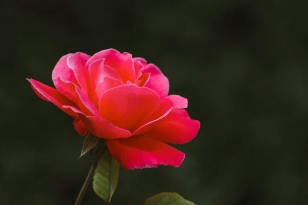 Ukazovatele zadlženosti a ich interpretácia: Gearing, Debt/Equity