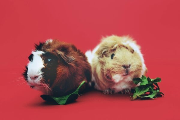 Interný audit v podniku: Úloha, ciele a pridaná hodnota