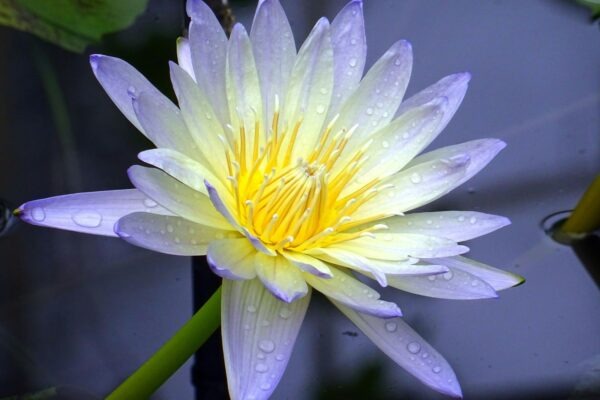 Peňažný denník a evidencia záväzkov a pohľadávok: Základné knihy