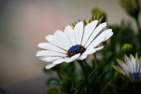 Typy poistných produktov: Životné, neživotné a ich zložky
