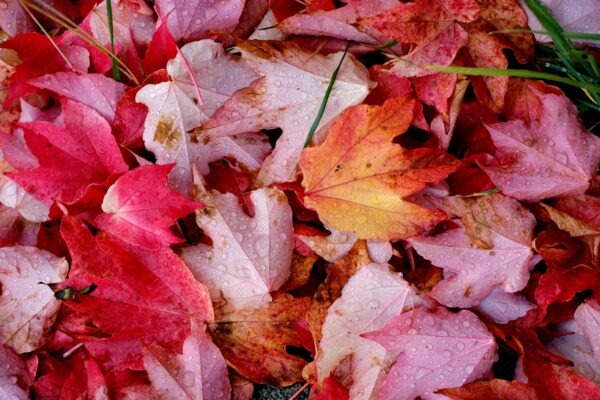 Úloha mikropôžičkových nadácií a fondov: Podpora