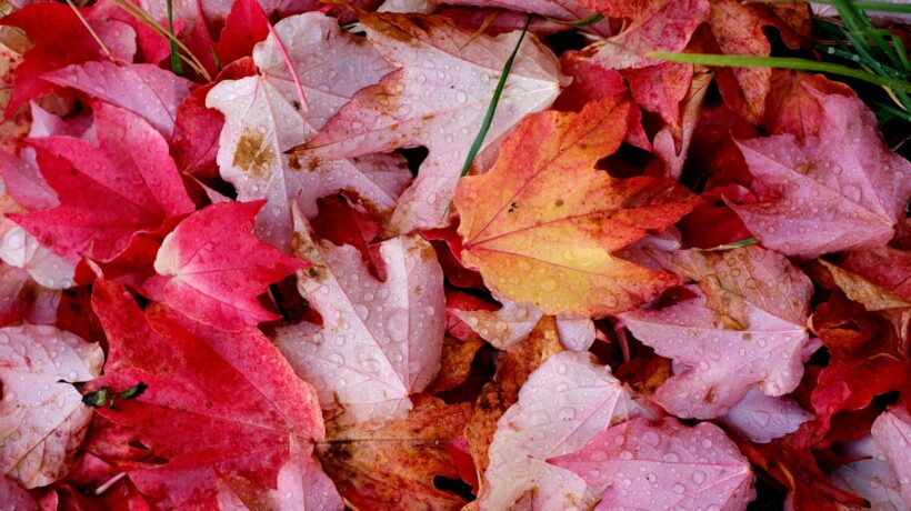 Úloha mikropôžičkových nadácií a fondov: Podpora