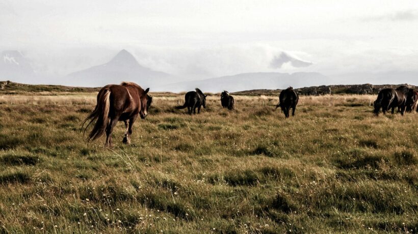 Komplexné poistenie zodpovednosti: Domácnosť a podnikanie pod jednou ochranou